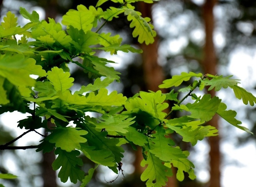 Дуб джурупа дерево. Поросль от пня дуба. Дубовый лес дубрава. В лесу росло 99 красивых дубков. Широколиственный лес дубрава.
