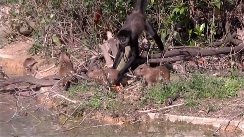Видео: Паукообразные обезьяны играют с малышами капибары, пока их мама не смотрит