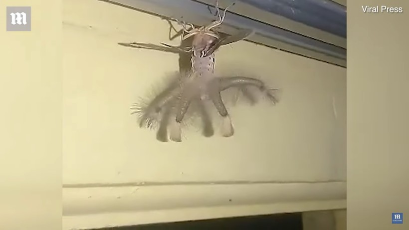 Самая страшная бабочка в мире: мужчина снял на видео создание с крыльями и щупальцами