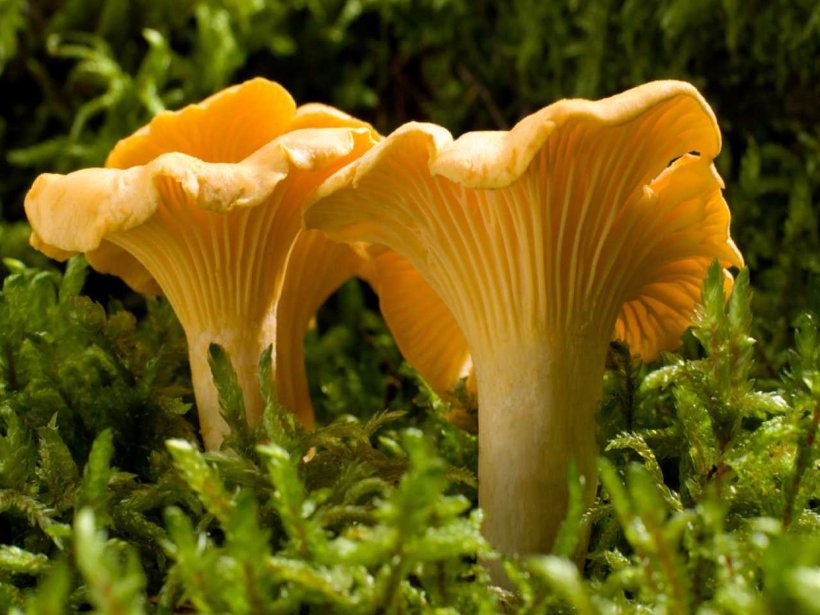 Ядовитые грибы России, которые легко можно перепутать со съедобнымидвойниками