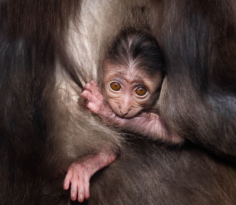 Горан Анастасовски в своих снимках показывает, насколько великолепны животные