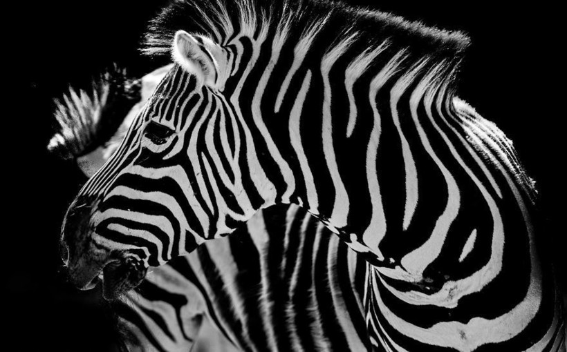 Горан Анастасовски в своих снимках показывает, насколько великолепны животные