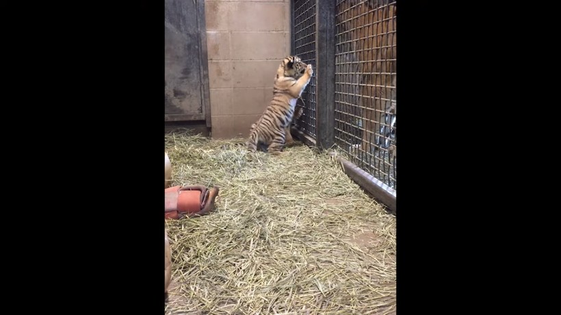 Как рычат тигрята видео. Смотреть фото Как рычат тигрята видео. Смотреть картинку Как рычат тигрята видео. Картинка про Как рычат тигрята видео. Фото Как рычат тигрята видео Как рычат тигрята видео. Смотреть фото Как рычат тигрята видео. Смотреть картинку Как рычат тигрята видео. Картинка про Как рычат тигрята видео. Фото Как рычат тигрята видео