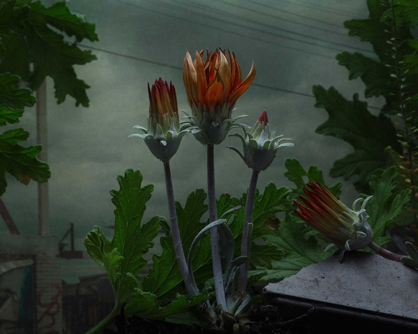 Поразительные детали необычных растений в уникальном фотопроекте Хелены Шмитц