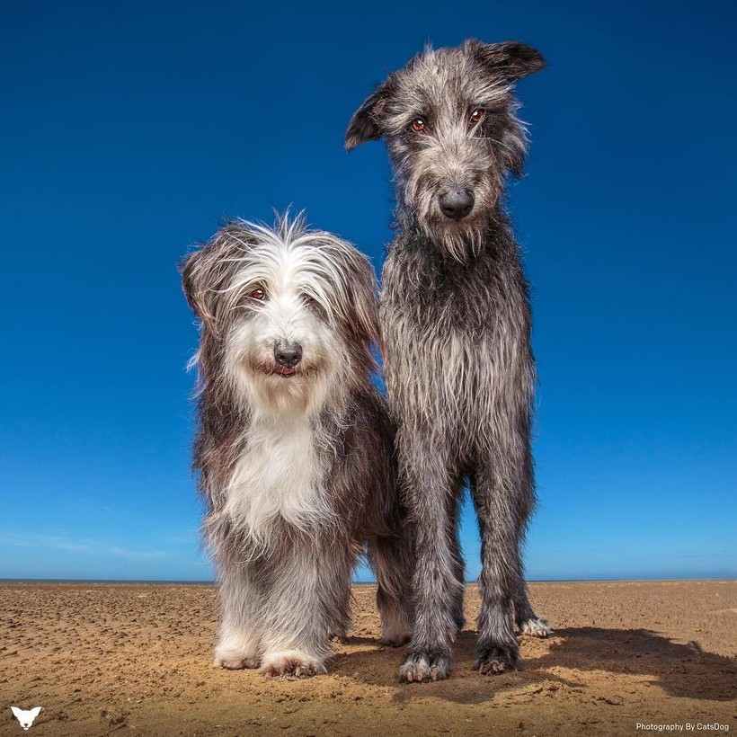 Фотограф из США делает потрясающие портреты собак по всему миру