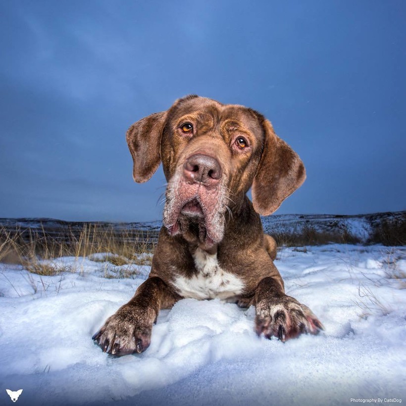Фотограф из США делает потрясающие портреты собак по всему миру