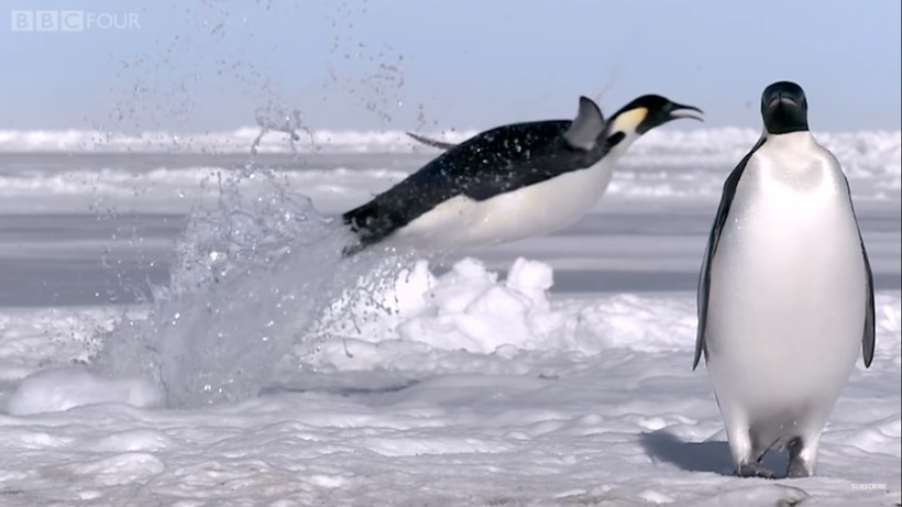 Видео: Как пингвинам удается выпрыгивать из воды прямо на берег