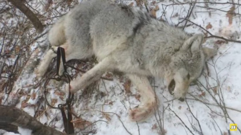 Видео: Мужчина спас волчицу с волчатами, но 4 года спустя судьба свела их вновь