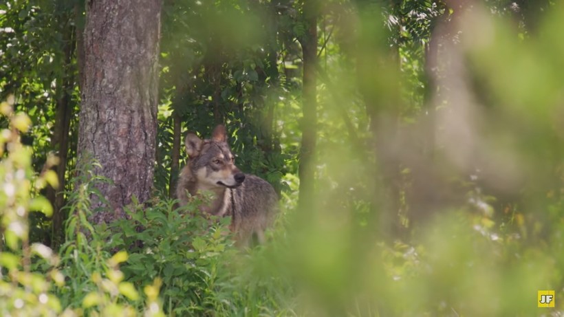 Видео: Бабушка взяла домой щенка, оказавшегося волчонком, и он спас ее от грабителей