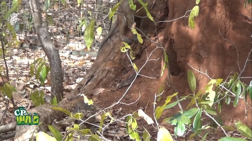 Трогательное видео: Мартышка хочет приютить котенка и пытается затащить его на дерево