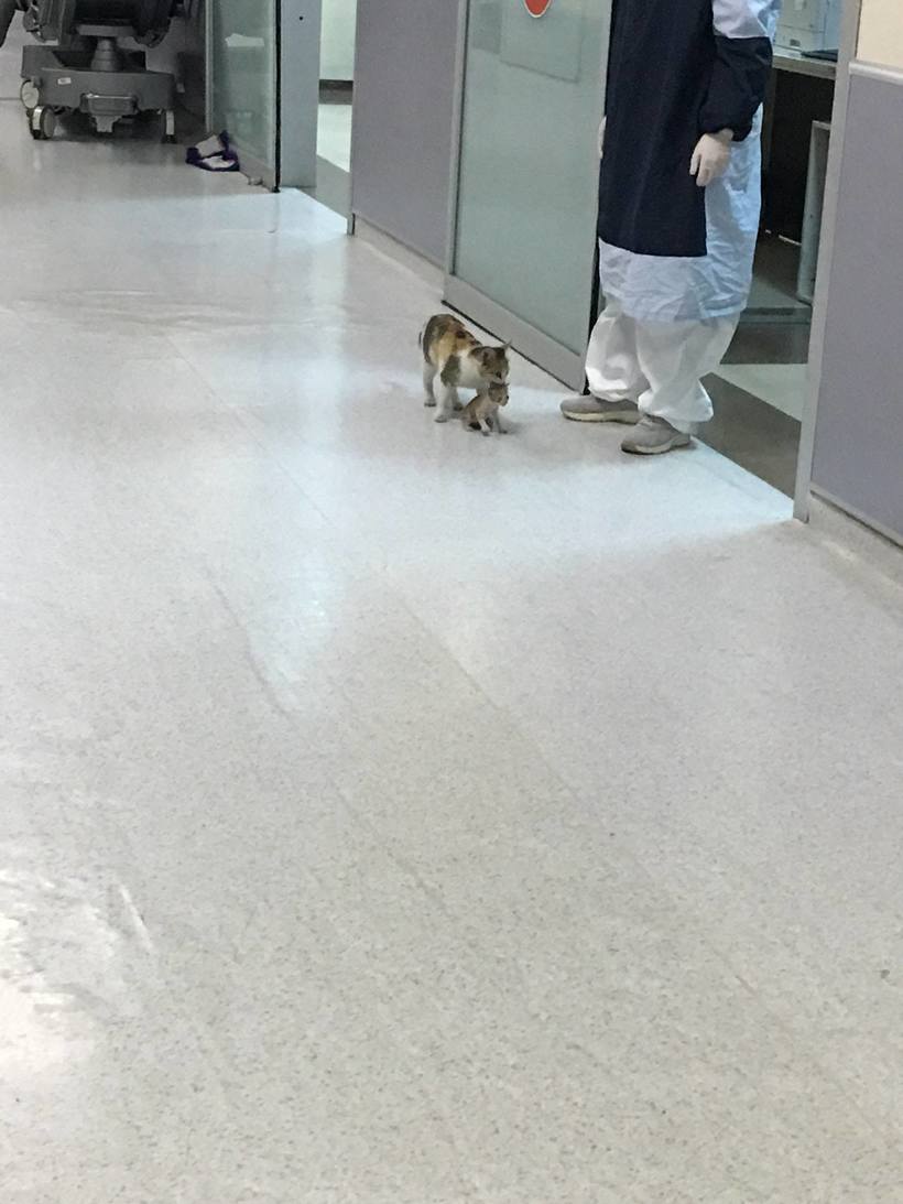 Котята и их мамы. Кошка принесла котенка человеку. Две молящие кошки. Котенок за шкирку. Мама кошка и котенок.