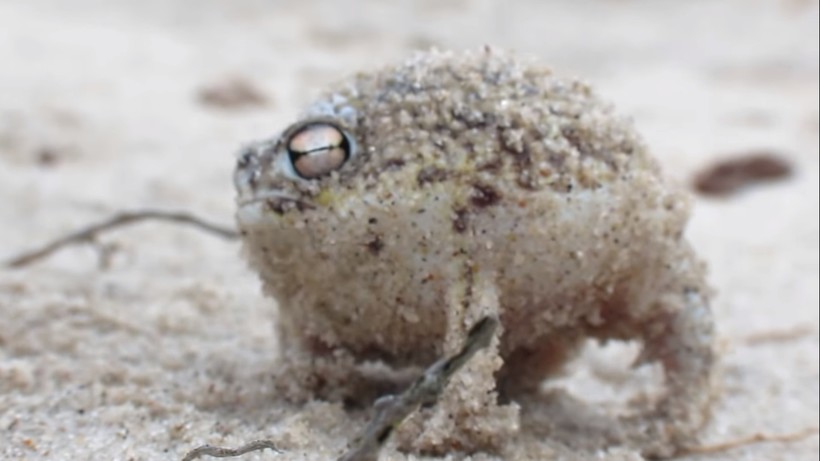 Image 13 Лягушки пищат как котята почему