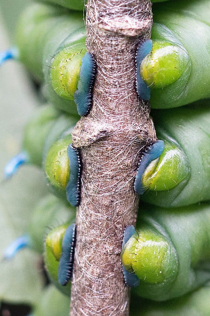 10 любопытных фото для тех, кто никогда не видел, насколько странные ноги у гусениц 
