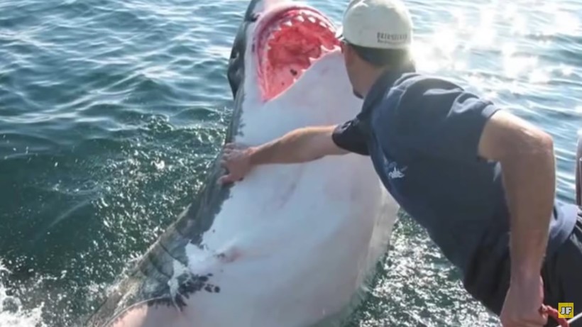 Видео: Акула отблагодарила рыбака за свое спасение