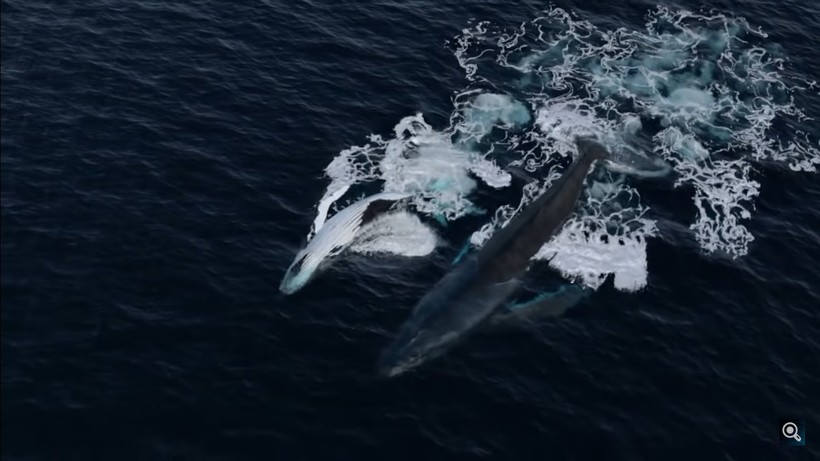 Видео: Почему для дайвера не так уж опасно оказаться в китовой пасти