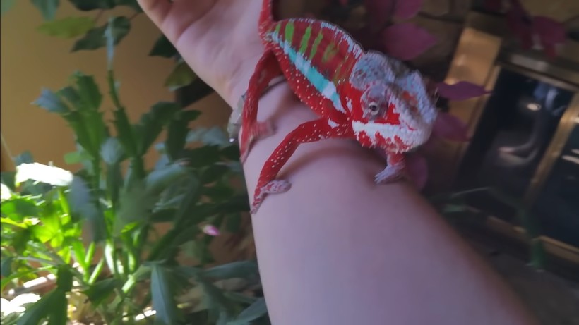 Пантеровый хамелеон самка. Хамелеон рептилия. Юный натуралист ящерица. Ящерица хамелеон йеменский. Ящерица которая меняет цвет.