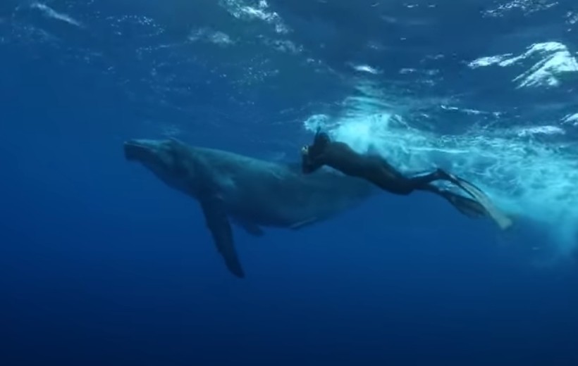 Видео: Почему для дайвера не так уж опасно оказаться в китовой пасти