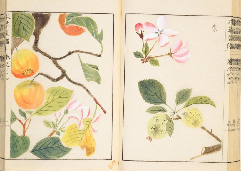 Этот ботанический рисунок первой половины 19 века изображает крошечные оригинальные японские яблоки