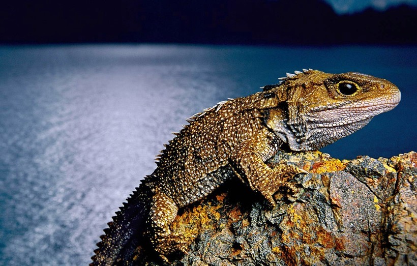 Туатара — самая необычная рептилия из всех ныне живущих на Земле