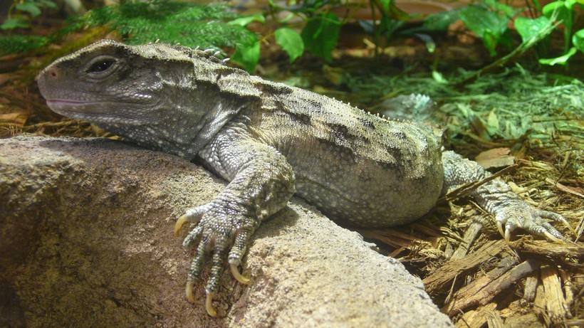 Туатара — самая необычная рептилия из всех ныне живущих на Земле