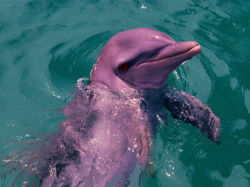 Очаровательные розовые дельфины возвращаются в Гонконг