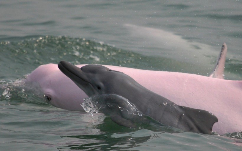 Очаровательные розовые дельфины возвращаются в Гонконг