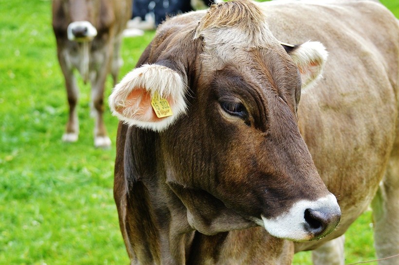 Как генная модификация коров поможет в борьбе с глобальным потеплением