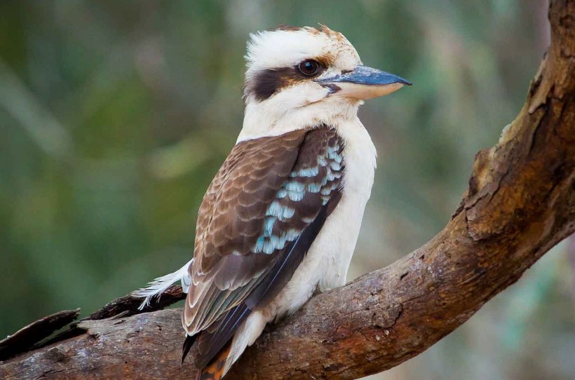 Видео: Кукабарра — харизматичная птица, пение которой напугает кого угодно