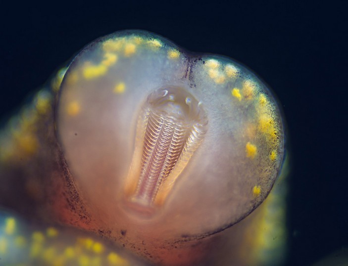 Ротовая полость и радулы улитки под микроскопом (водная улитка песчаная мелания)