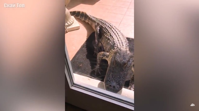 Удивительные случаи с крокодилами, снятые на видео