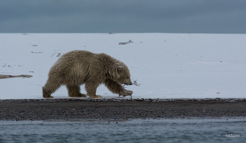 Белый медведь в Северном Ледовитом океане