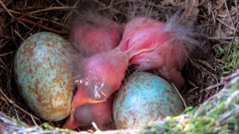 Видео: Почему птицы откладывают голубые яйца