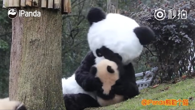 Видео: Работник заповедника переоделся в костюм панды и пошел к черно-белым малышам