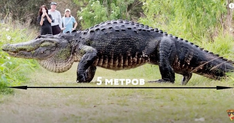 Блог - Видео: 11 гигантских существ, обнаруженных случайно Видео: 11 гигантских существ, обнаруженных случайно