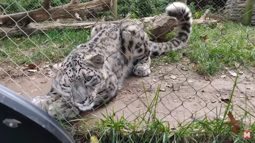 Блог - Видео: 12 смешных реакций животных на отражение в зеркале Видео: 12 смешных реакций животных на отражение в зеркале