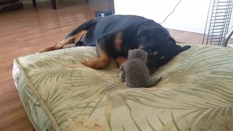 Блог - Видео: Котенок прогоняет собаку с ее места Видео: Котенок прогоняет собаку с ее места