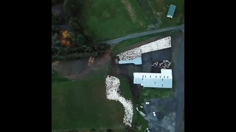 Блог - Дрон снял гипнотизирующее видео, как собака-пастух загоняет стадо овец Дрон снял гипнотизирующее видео, как собака-пастух загоняет стадо овец