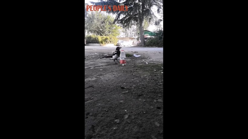 Блог - Видео: Гениальная сорока придумала, как поднять уровень воды в бутылке и попить Видео: Гениальная сорока придумала, как поднять уровень воды в бутылке и попить