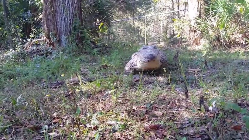 Блог - Видео: Крокодилы, которые могут скакать, как лошади Видео: Крокодилы, которые могут скакать, как лошади
