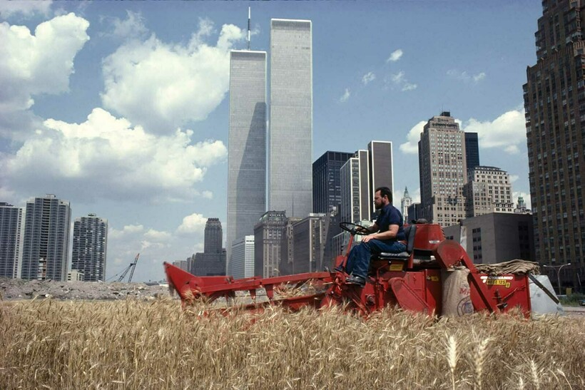 12 снимков о том, как в 1980-х годах в центре Манхэттена появилось пшеничное поле