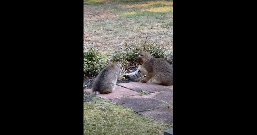 Видео: Котята рыжей рыси забрались во двор жилого дома, и хозяйка решила дать им мячик