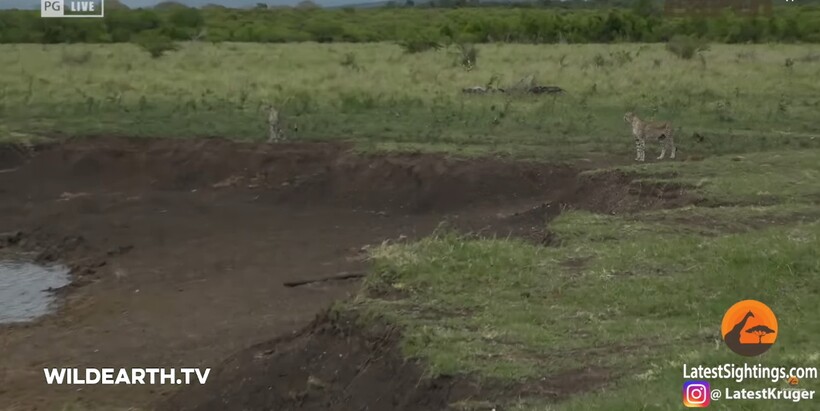 Блог - Видео: Выдающаяся скорость не спасла — крокодил схватил гепарда Видео: Выдающаяся скорость не спасла — крокодил схватил гепарда