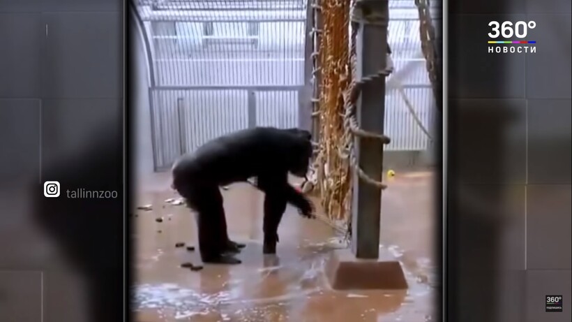 Видео из зоопарка Таллина: У шимпанзе случайно оставили швабру, а он взял и прибрался