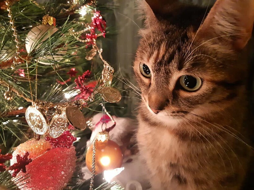 Блог - 4 новогодних лайфхака, которые пригодятся каждому 4 новогодних лайфхака, которые пригодятся каждому