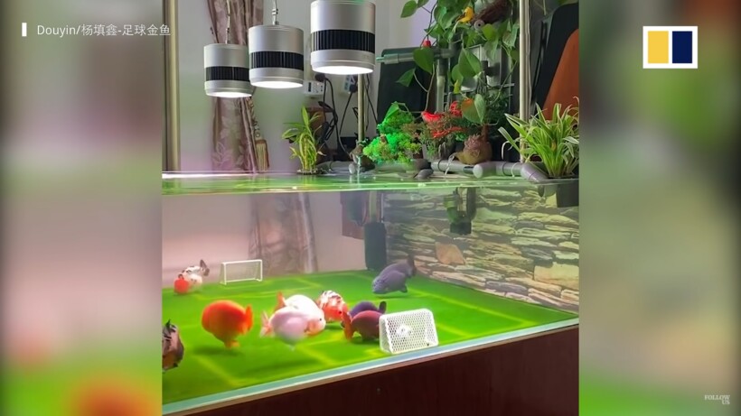 рыбы играют в футбол. Смотреть фото рыбы играют в футбол. Смотреть картинку рыбы играют в футбол. Картинка про рыбы играют в футбол. Фото рыбы играют в футбол рыбы играют в футбол. Смотреть фото рыбы играют в футбол. Смотреть картинку рыбы играют в футбол. Картинка про рыбы играют в футбол. Фото рыбы играют в футбол