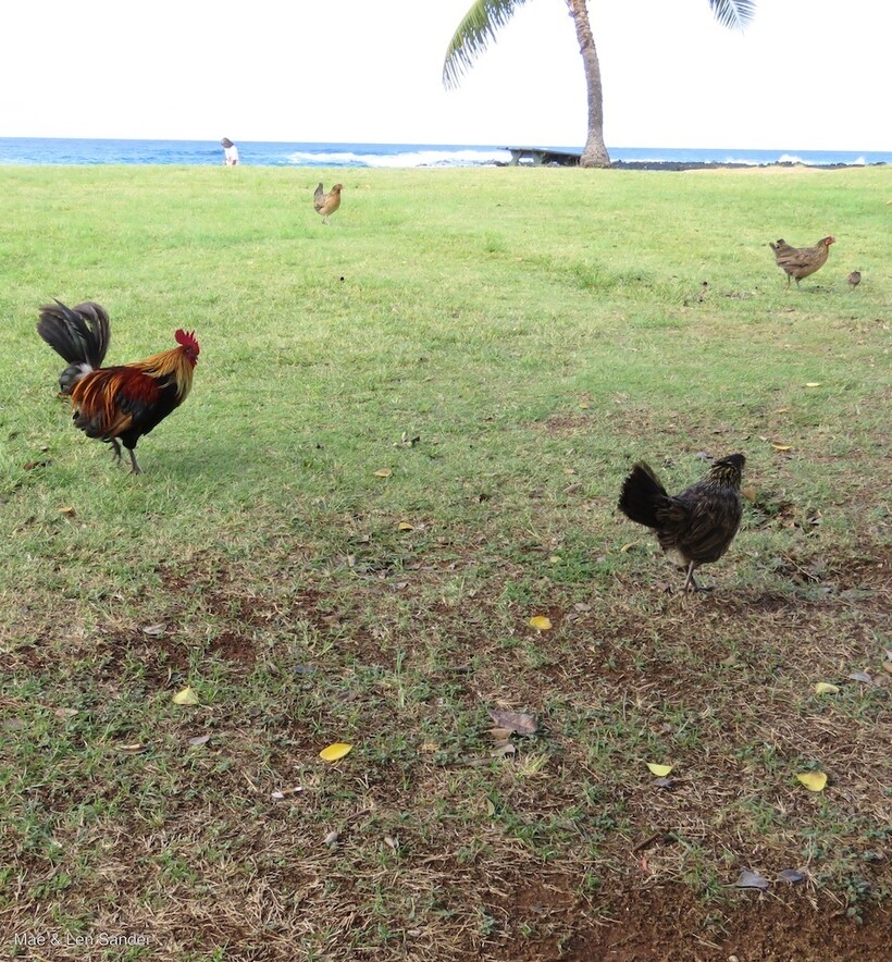 Сколько живут домашние петухи. Петухи на Гавайских островах. Дикие курицы Вьетнам. Дикие куры Дагестана. Петух срок жизни.