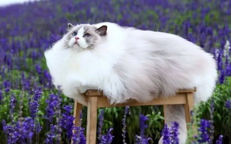 Поли котик