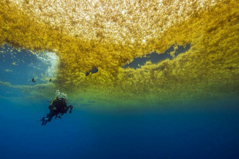Вид водорослей из-под воды
