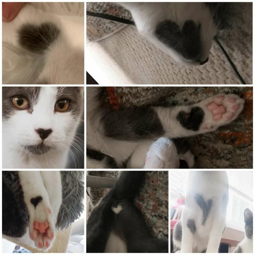 Самый «сердечный» кот Самый «сердечный» кот