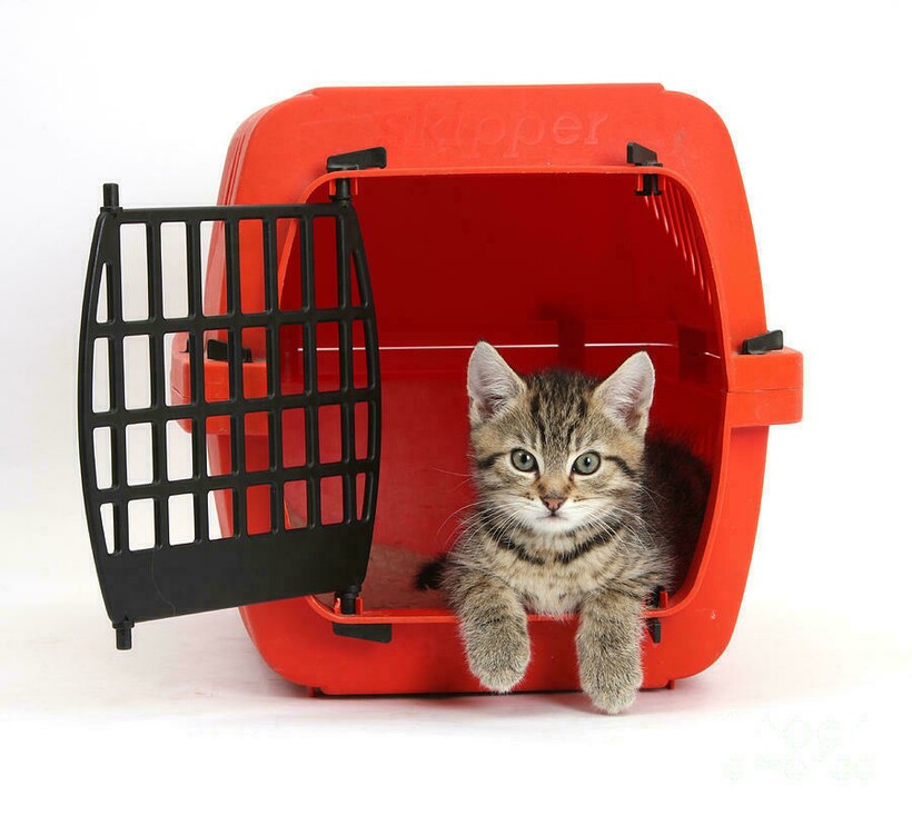 Правила перевозки животных в самолете (собак, кошек): документы